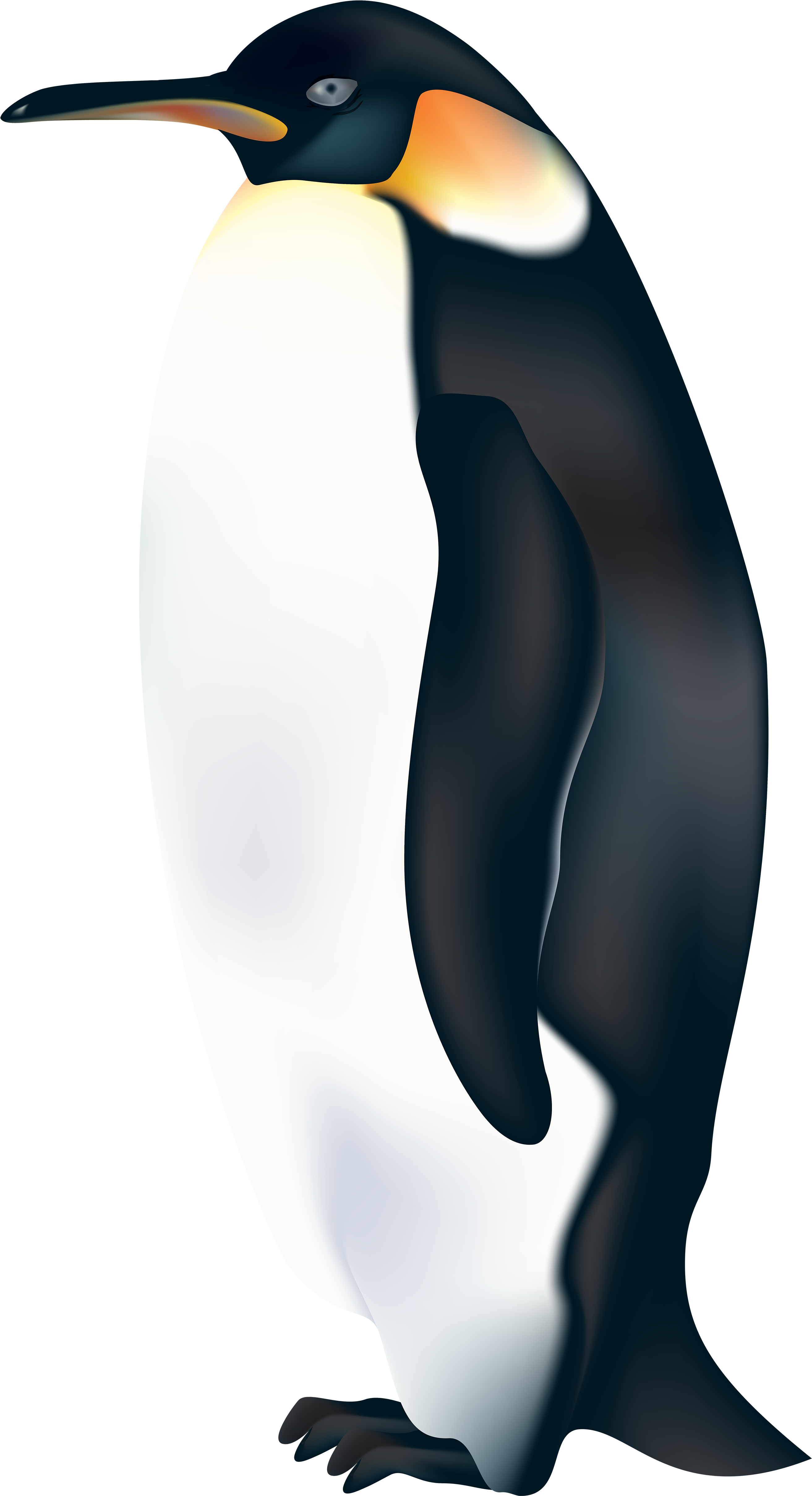 Emperor Penguin Illustration