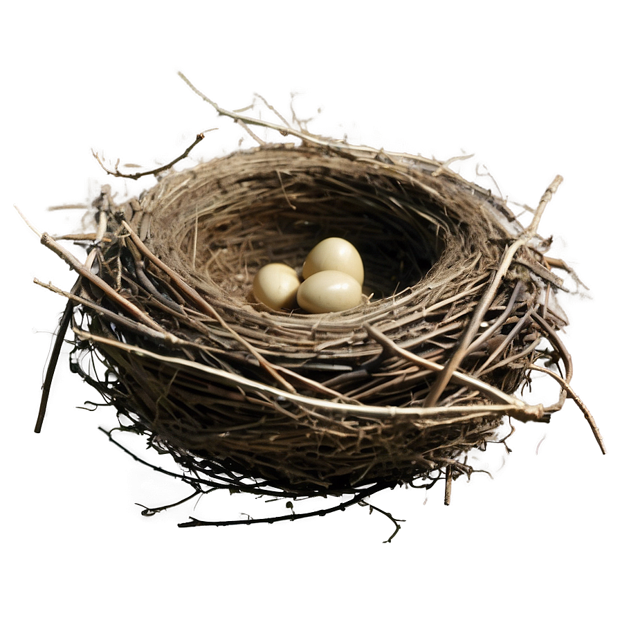 Empty Bird Nest Png 05252024