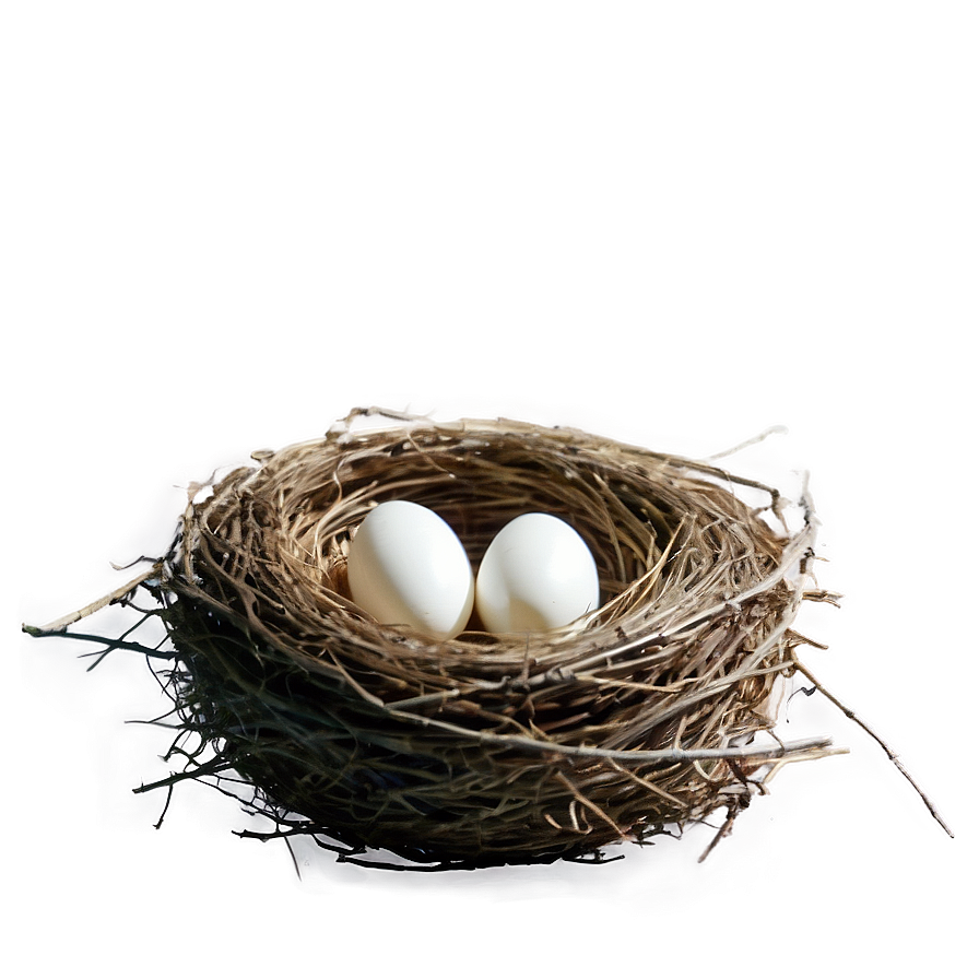 Empty Bird Nest Png 05252024