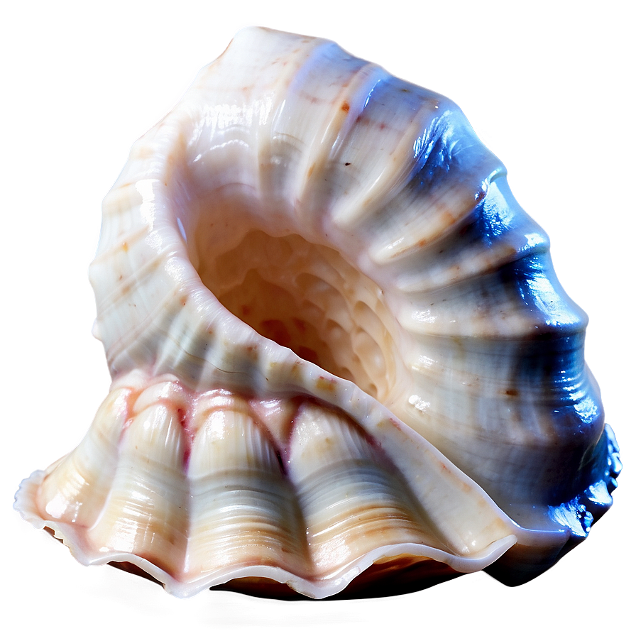 Empty Conch Shell Png 41