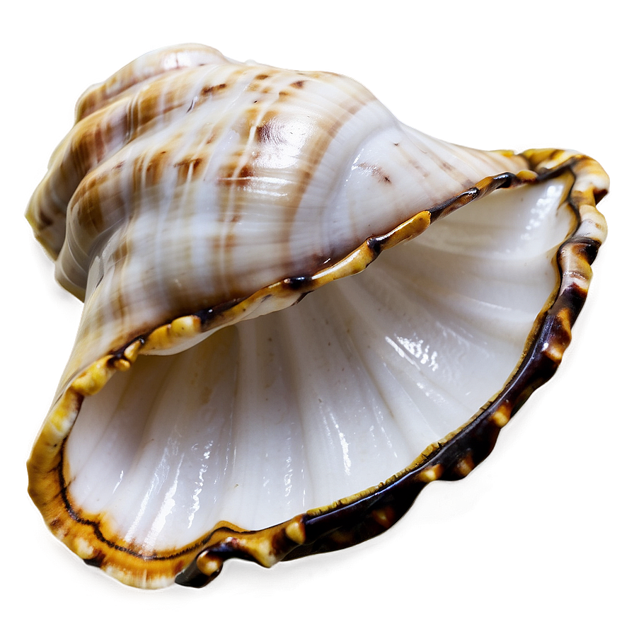 Empty Conch Shell Png Ihn72