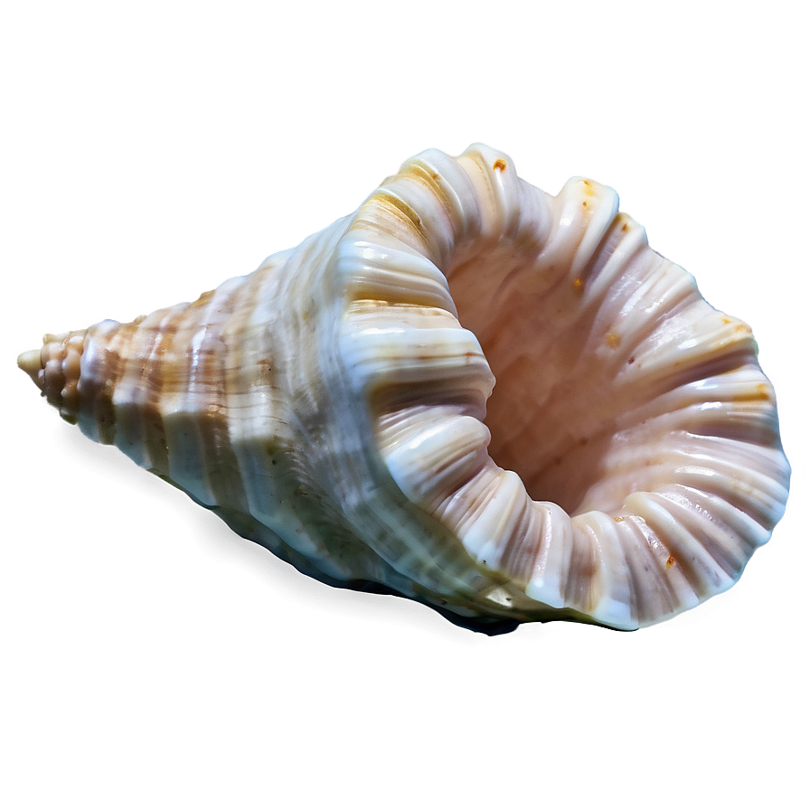 Empty Conch Shell Png Lkh16