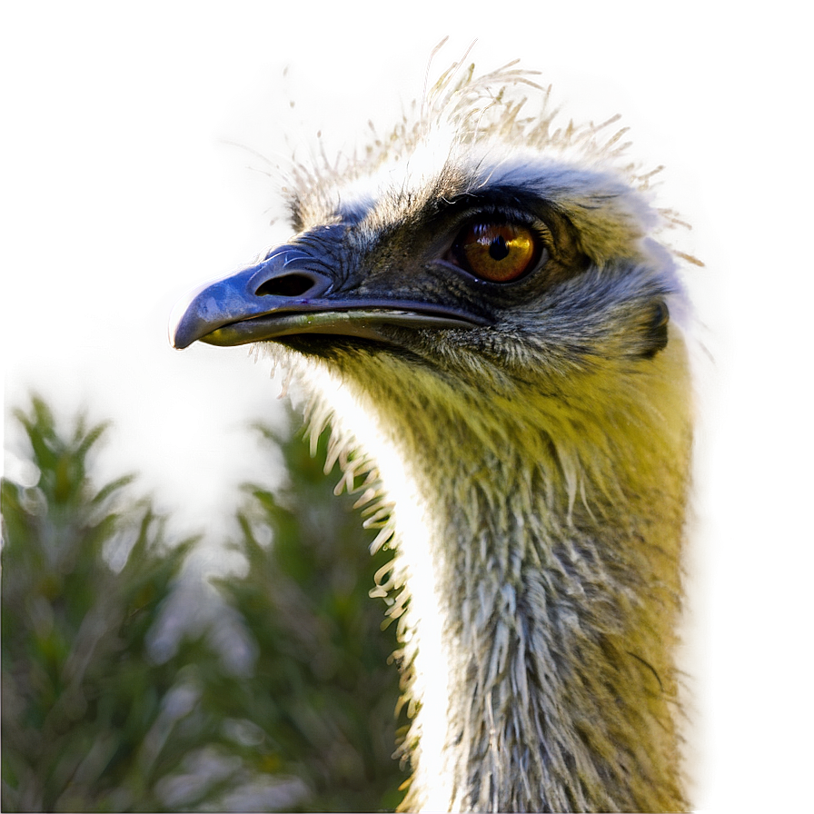 Emu A