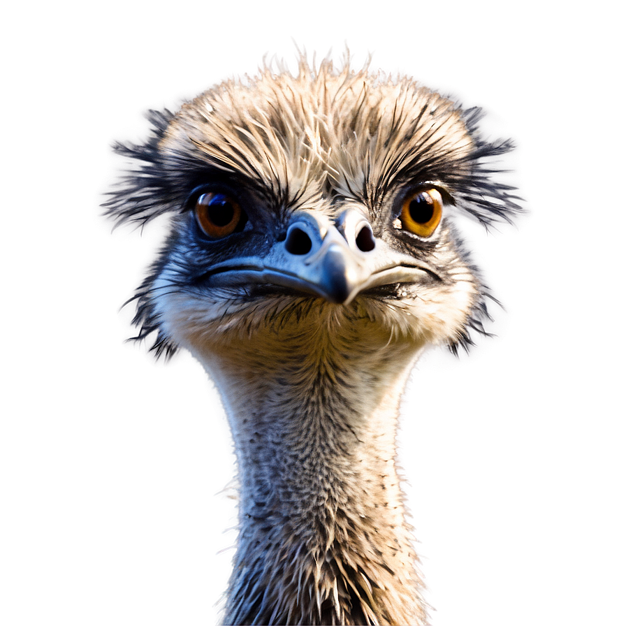 Emu Bird Png Qbn