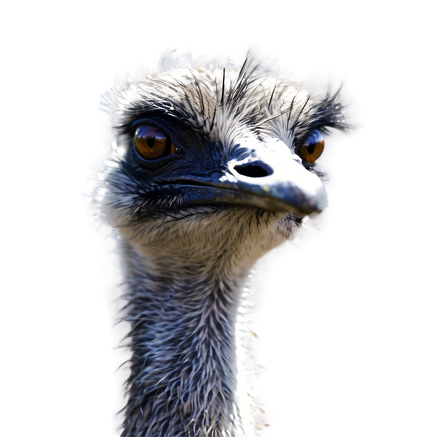 Emu Close-up Png 06252024