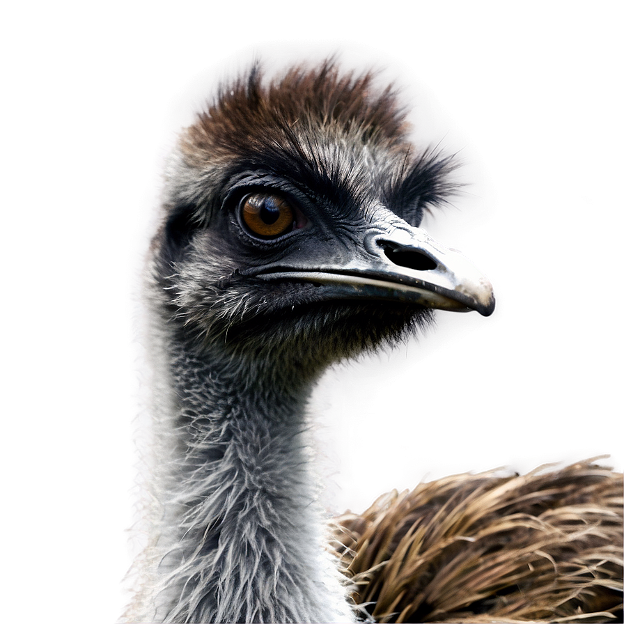 Emu D