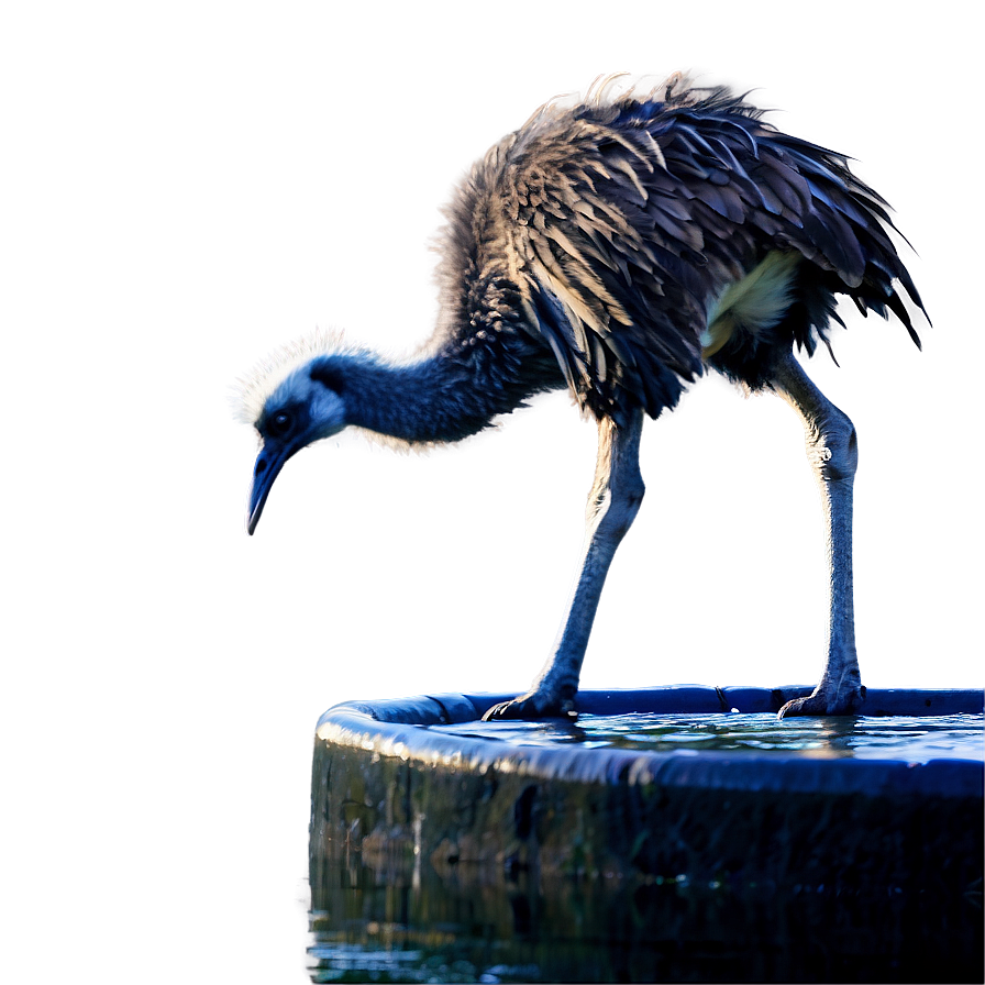 Emu Drinking Png 06252024