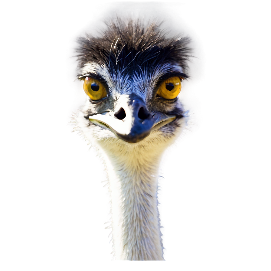 Emu Face Png 06252024