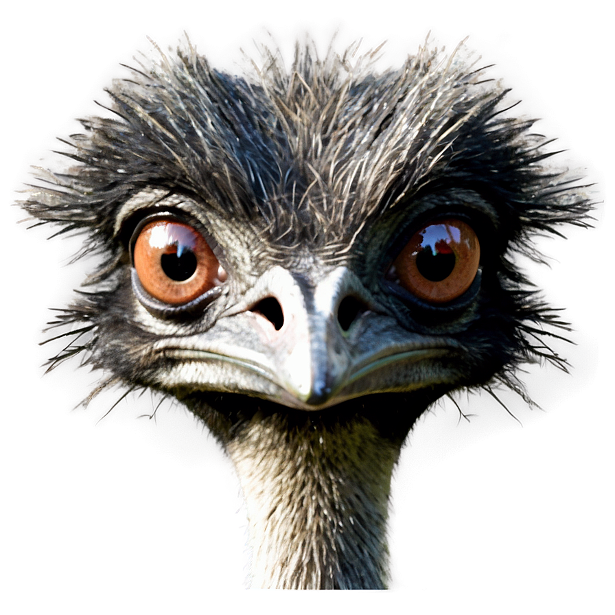 Emu Face Png 06252024