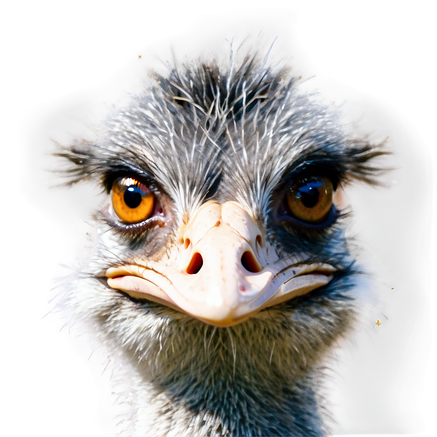 Emu Face Png Dlo37