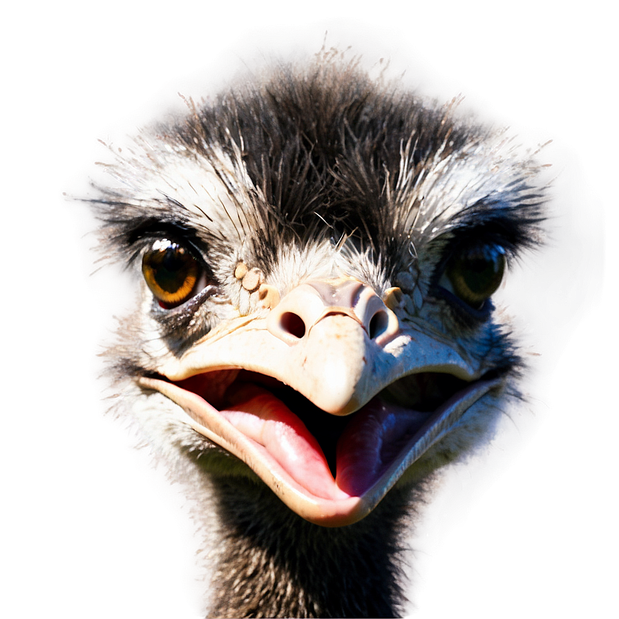 Emu Face Png Ihj45