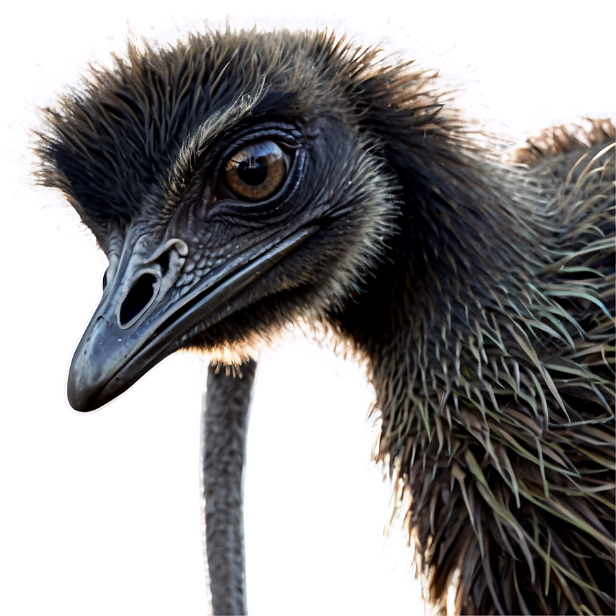 Emu Family Png 68