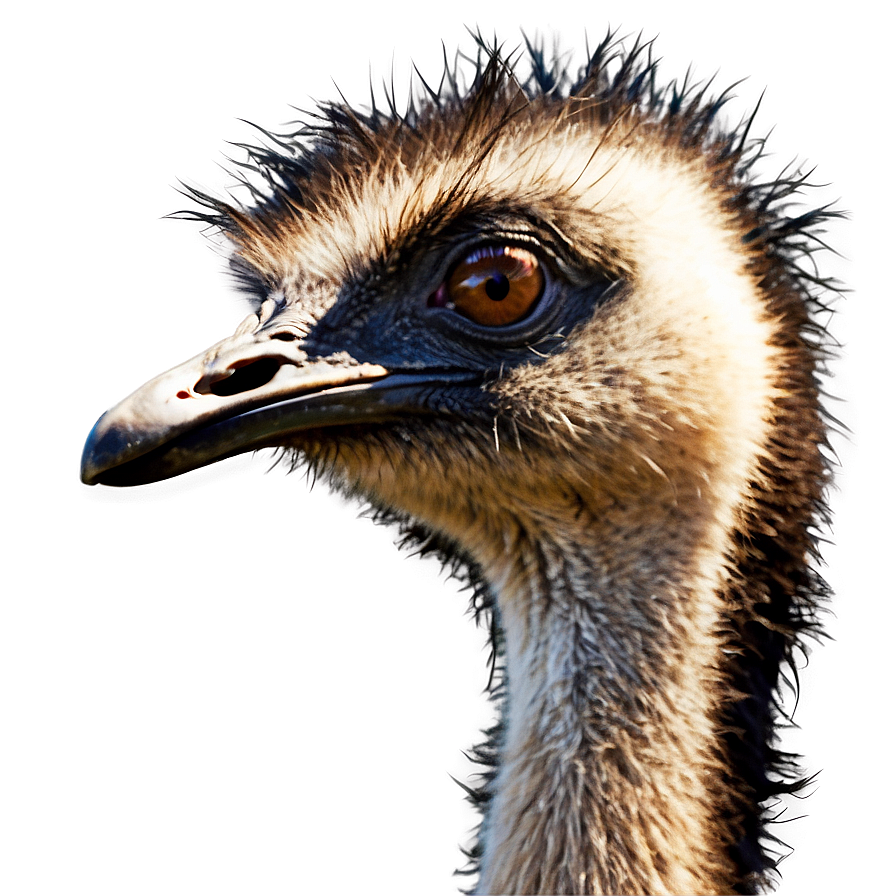 Emu Head Png 06252024