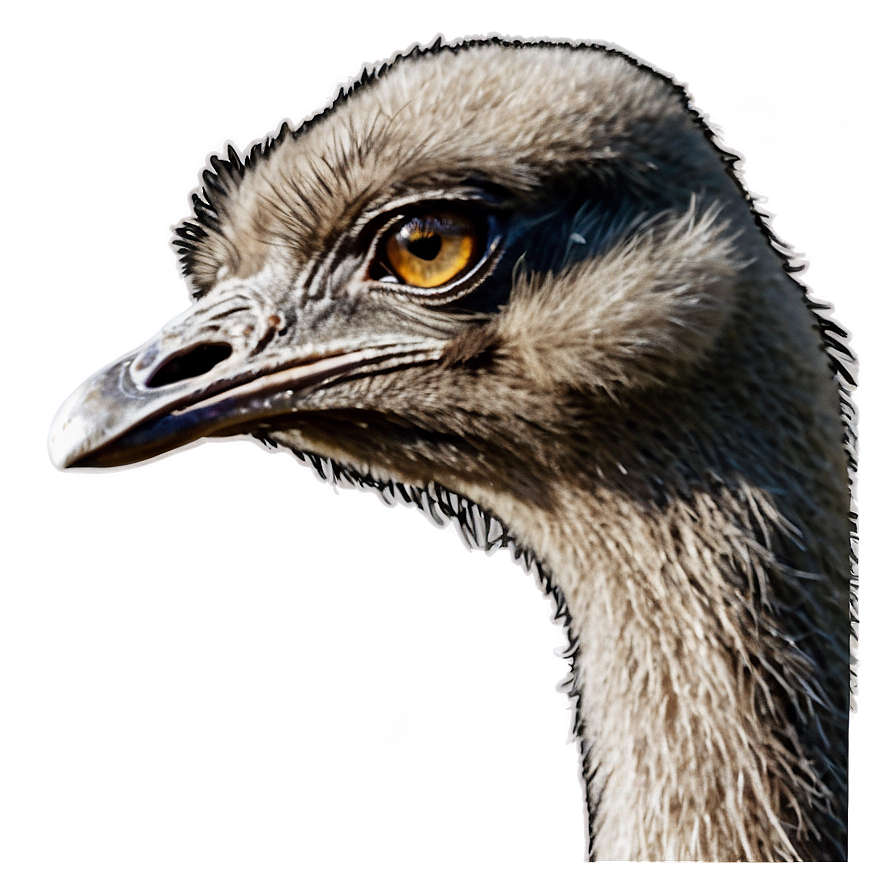 Emu Head Png 83