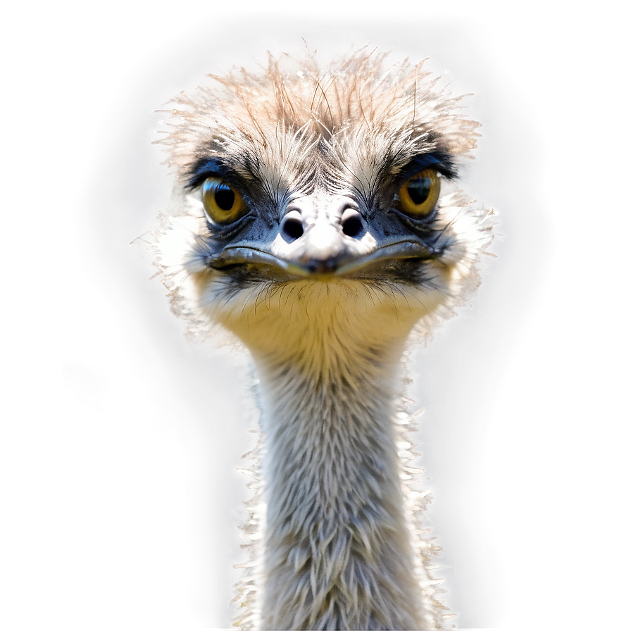 Emu Head Png Jog42