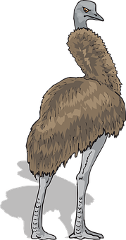 Emu Illustration Brown Feathers