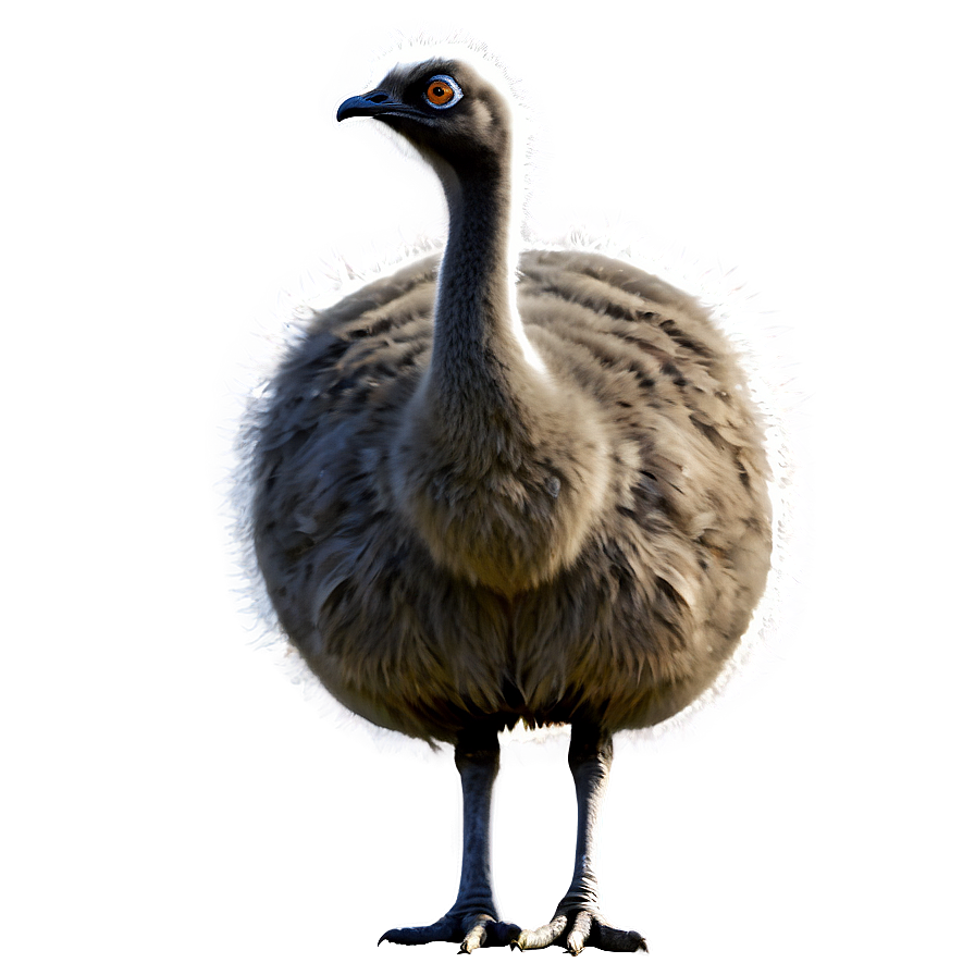 Emu Illustration Png Reg