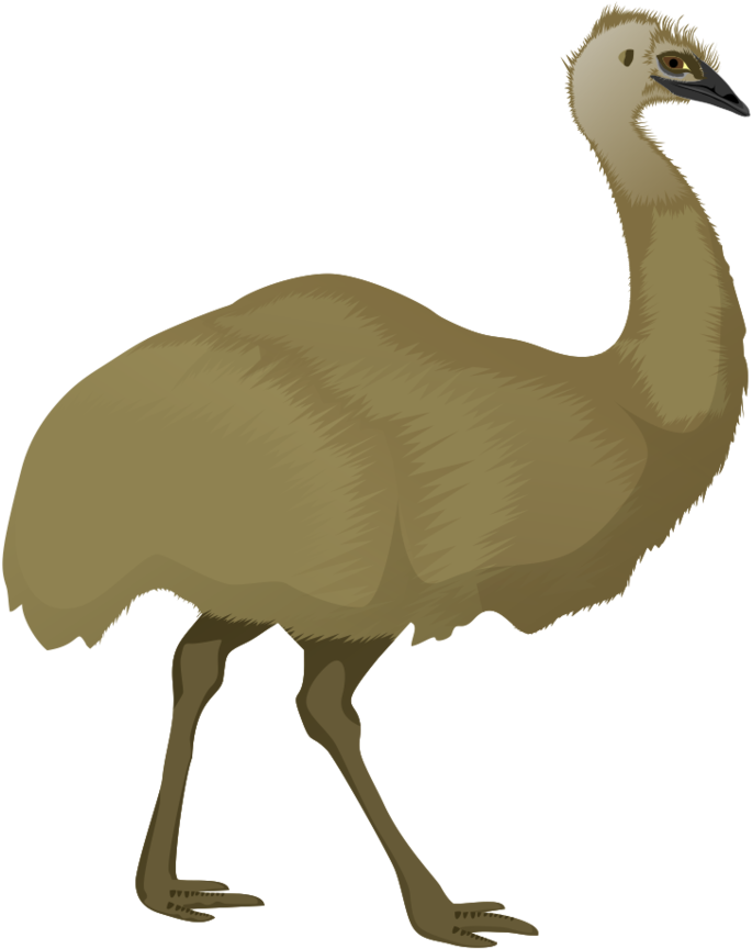 Emu Illustration Profile View