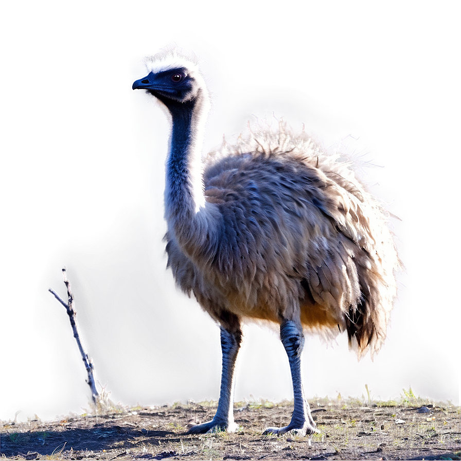 Emu In Habitat Png 06252024