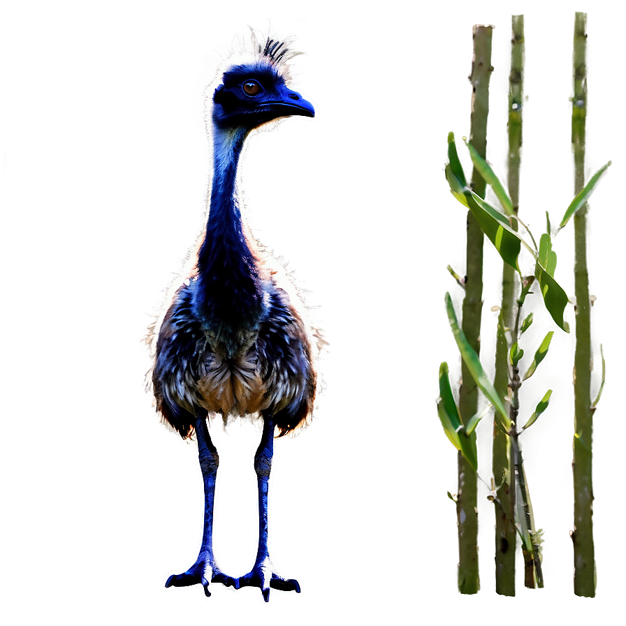 Emu In Nature Png 55