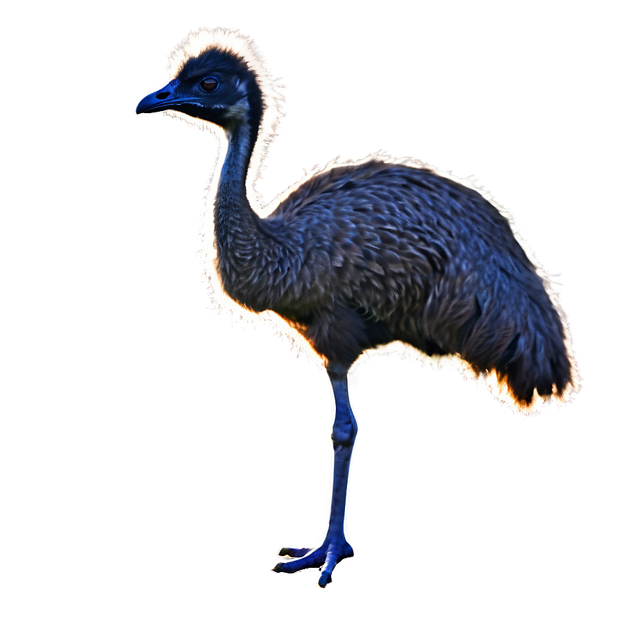 Emu In Sunset Png 93