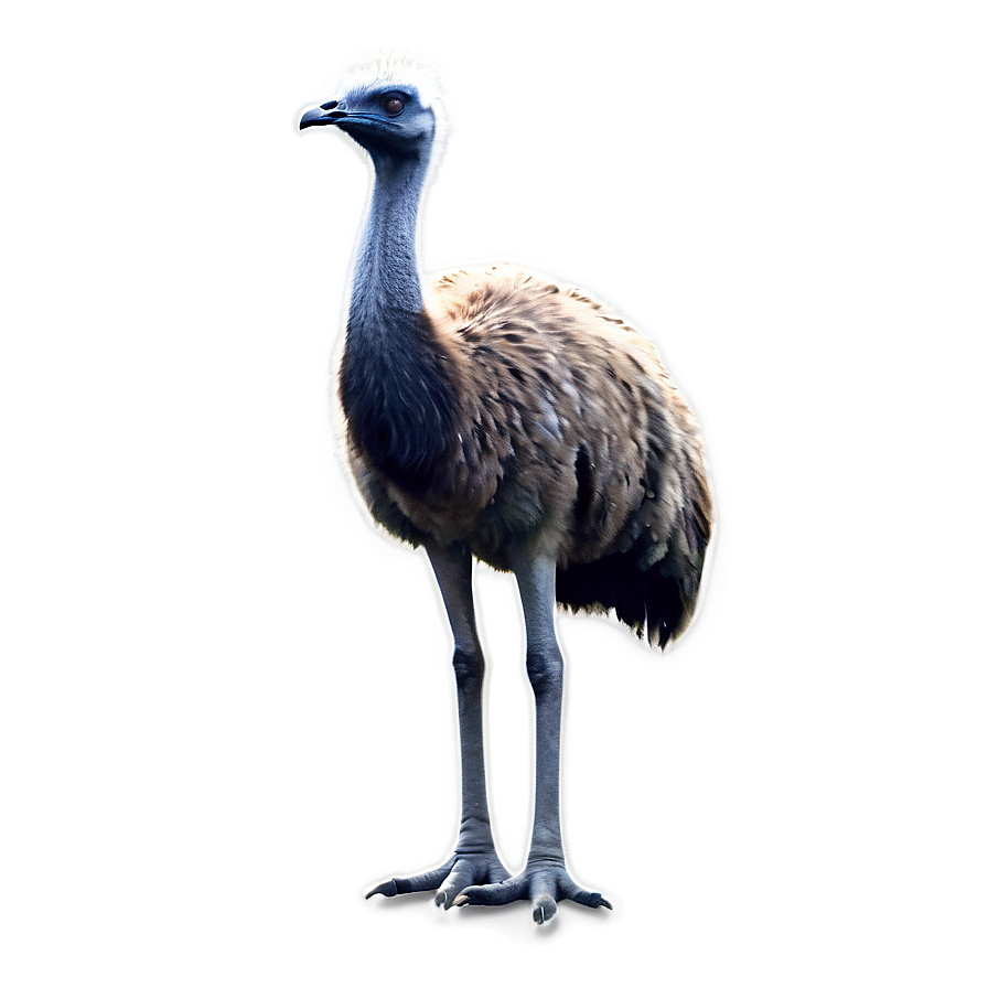 Emu In The Wild Png Shy