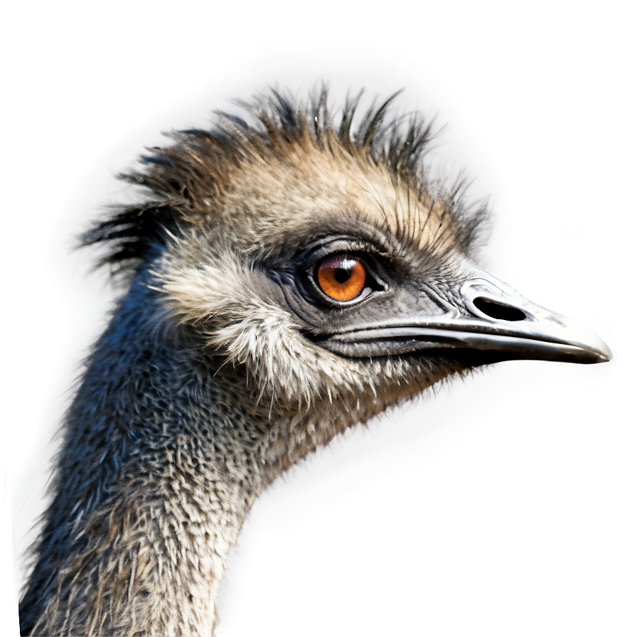 Emu Profile Png 47