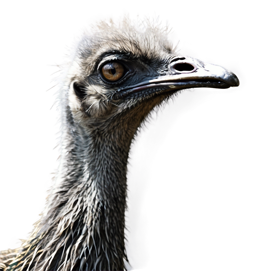 Emu Profile Png 66