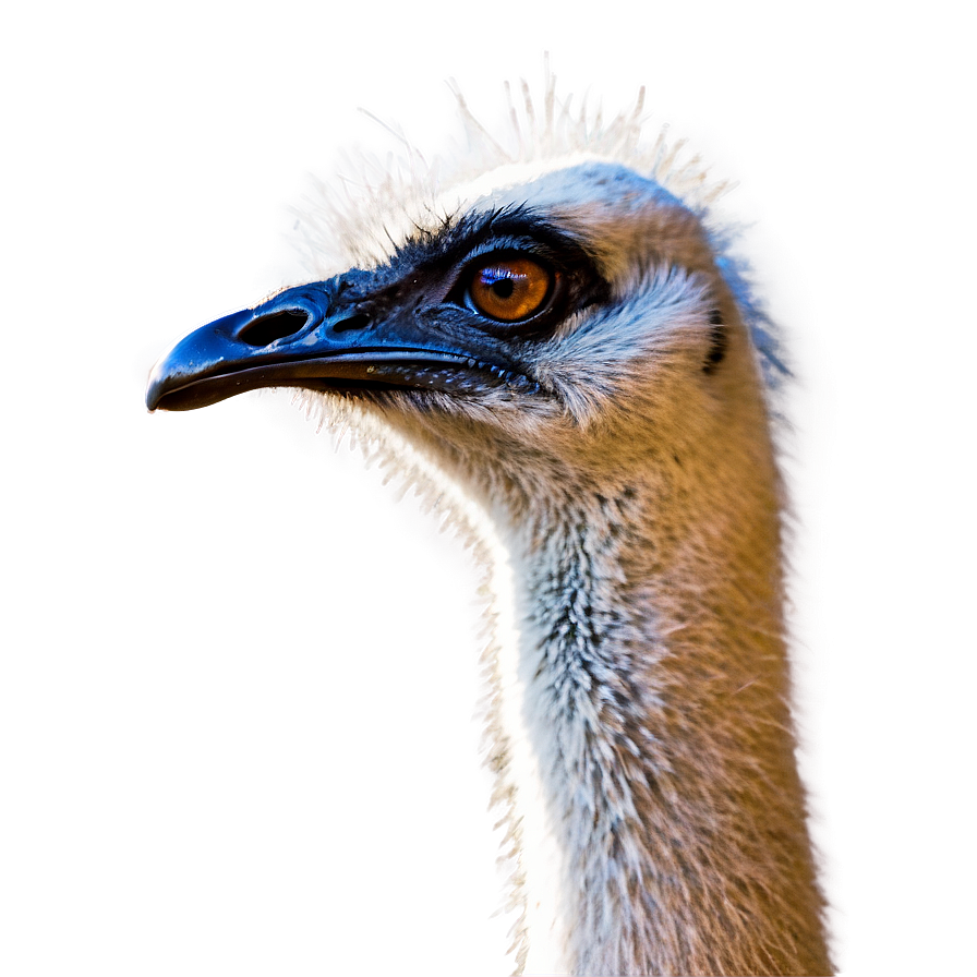 Emu Profile Png Ard