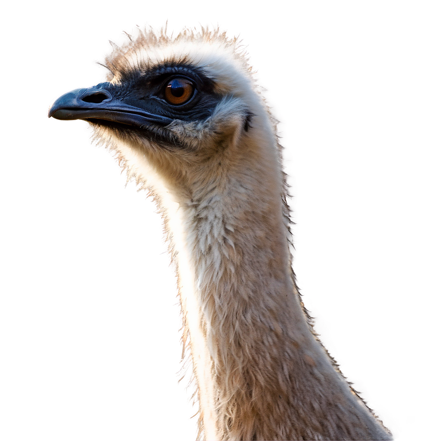 Emu Side View Png 73