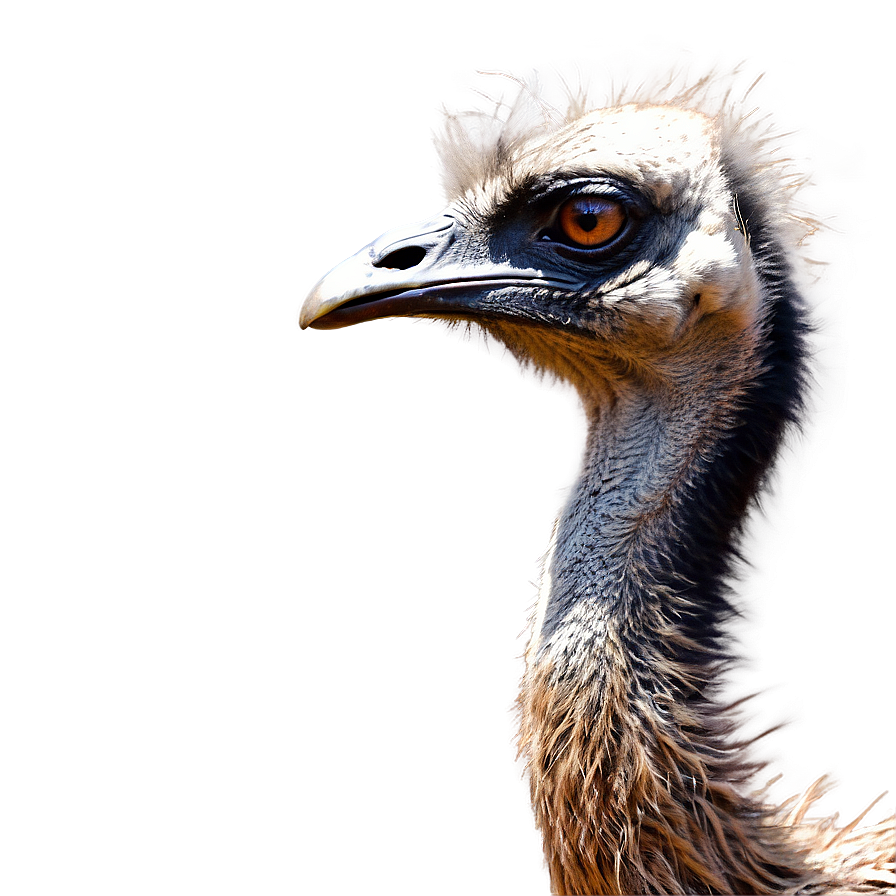 Emu Side View Png Eqy61