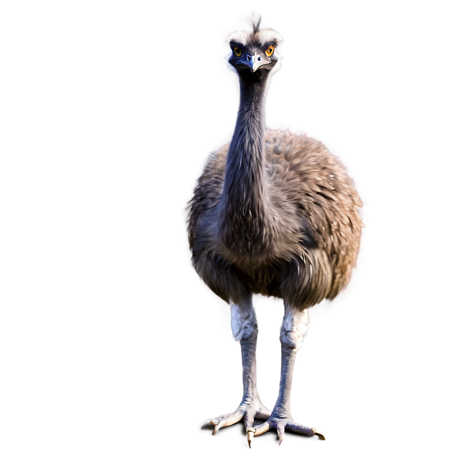 Emu Side View Png Kyk