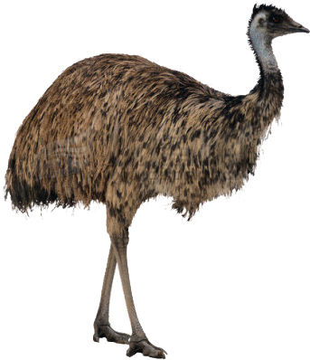 Emu Standing Side View