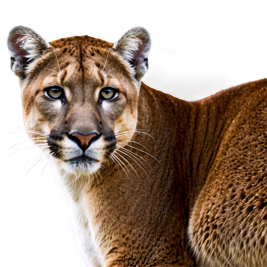 Enchanted Cougar Png Ovd53