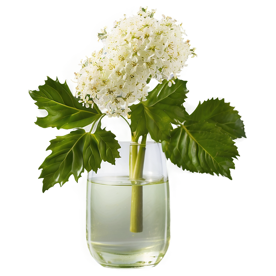 Enchanted Elderflower Png 81