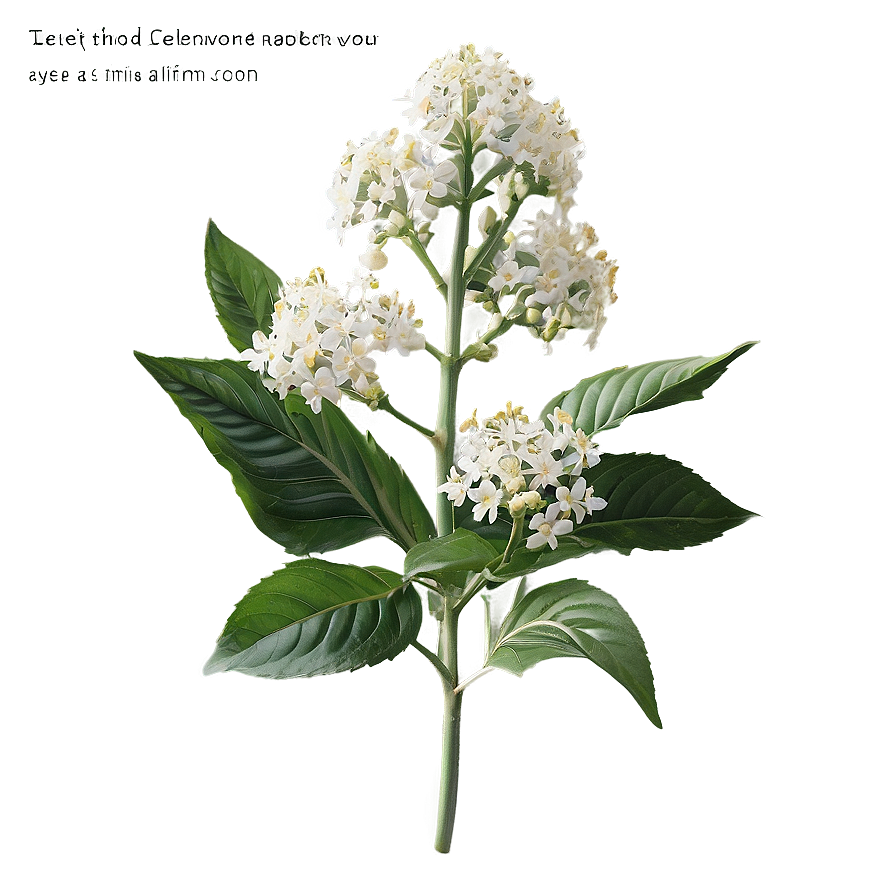 Enchanted Elderflower Png 95