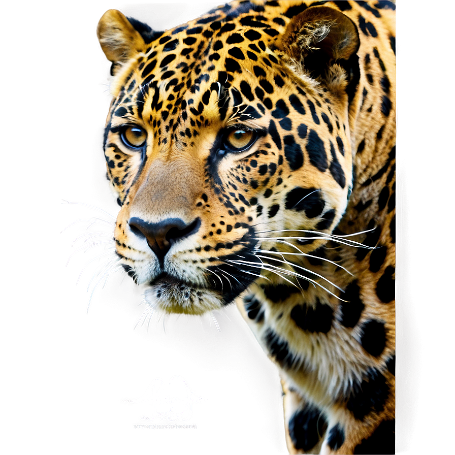 Endangered Jaguar Png Dtk