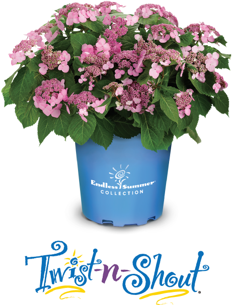 Endless Summer Twistn Shout Hydrangea