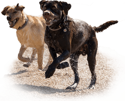 Energetic Dogs Playingon Beach