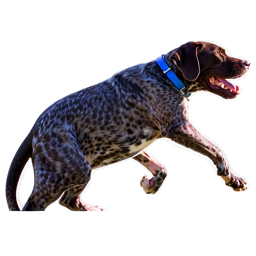 Energetic German Shorthaired Pointer Png 15