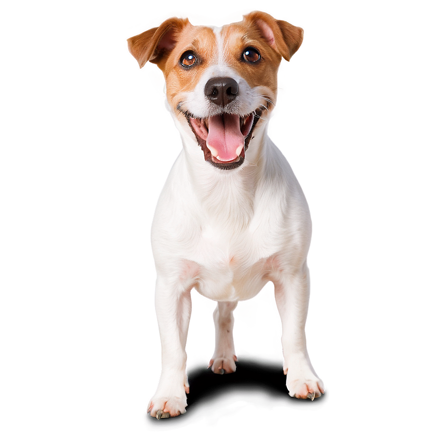 Energetic Jack Russell Dog Png Wck