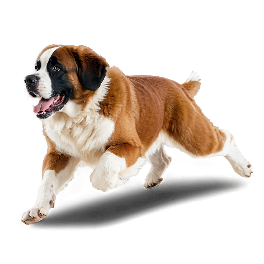 Energetic St Bernard Running Png Fql