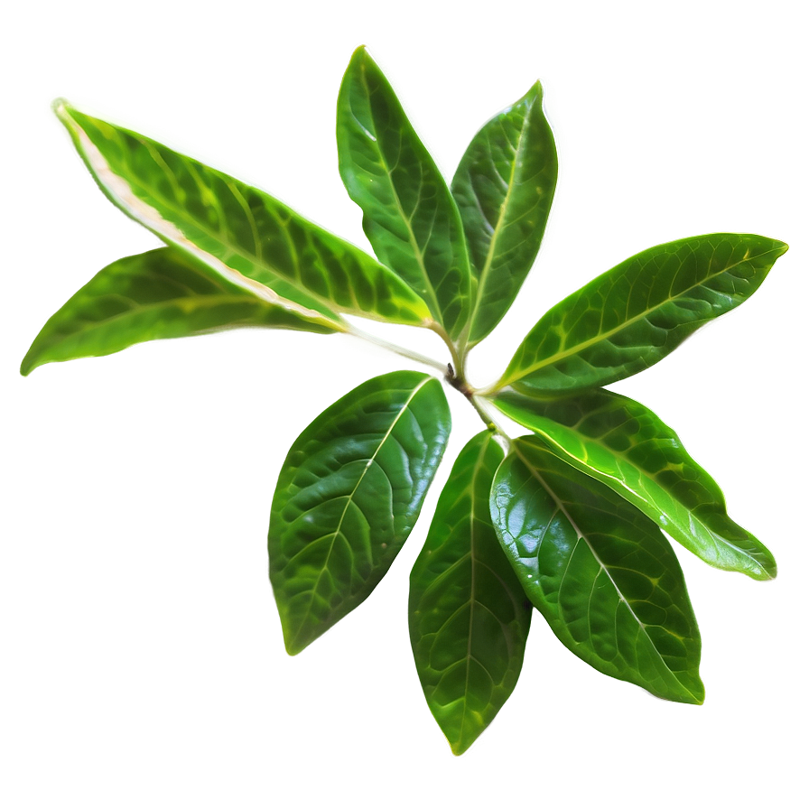 English Breakfast Tea Leaf Png Aki