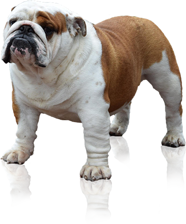 English Bulldog Standing Transparent Background