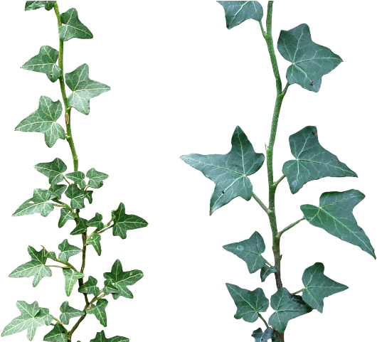 English Ivy Stems Transparent Background