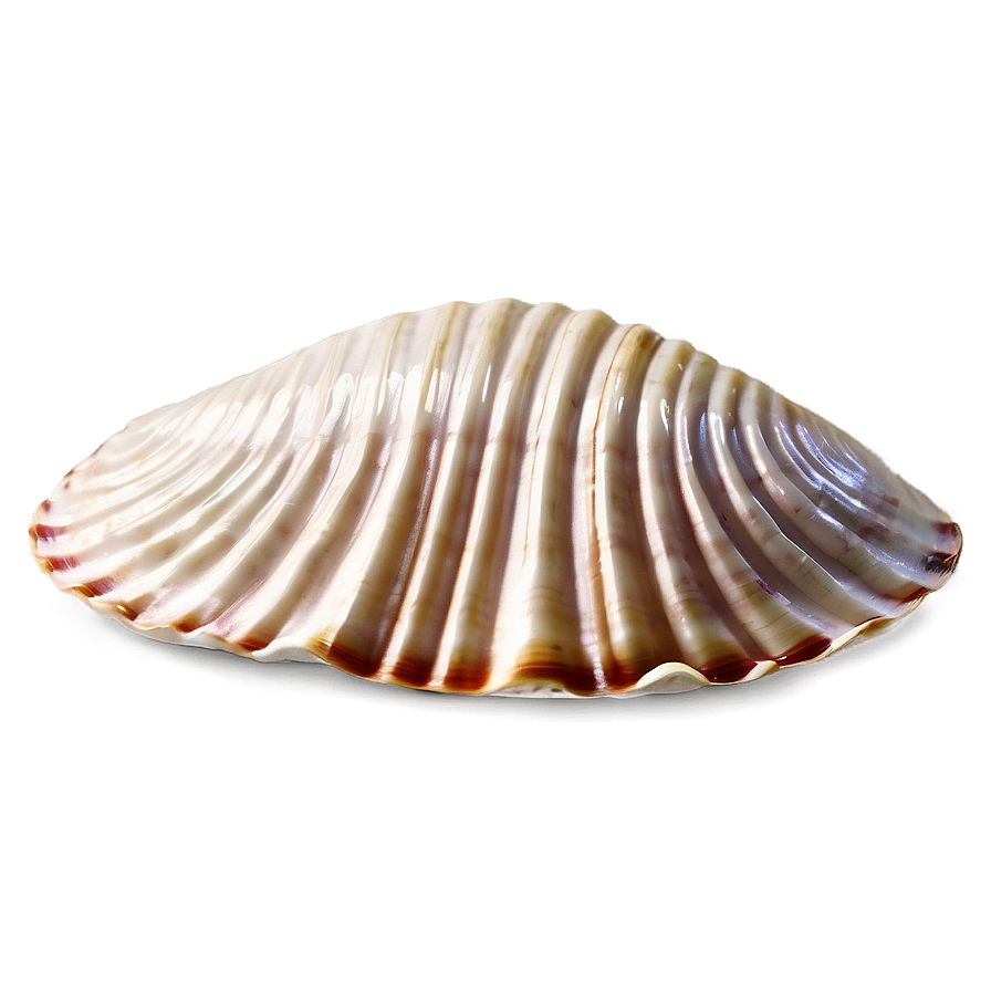 Engraved Clam Shell Png Uwn82