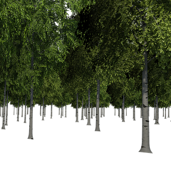 Enigmatic Birch Forest Night