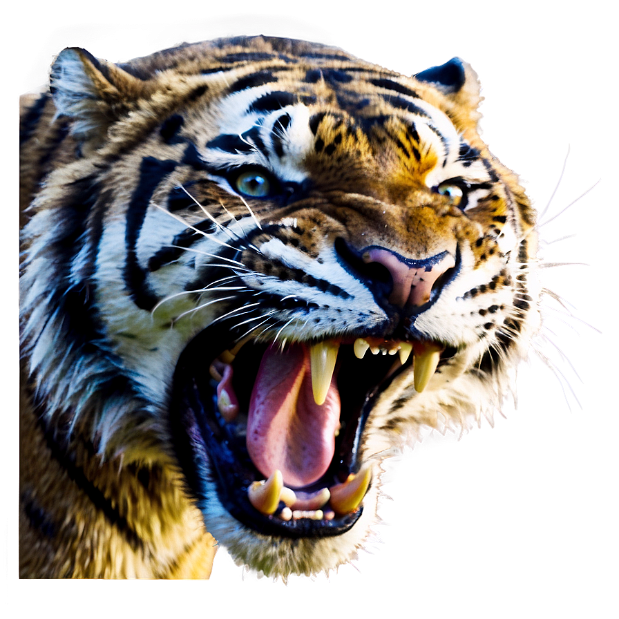 Enraged Tiger Roar Png Nby63