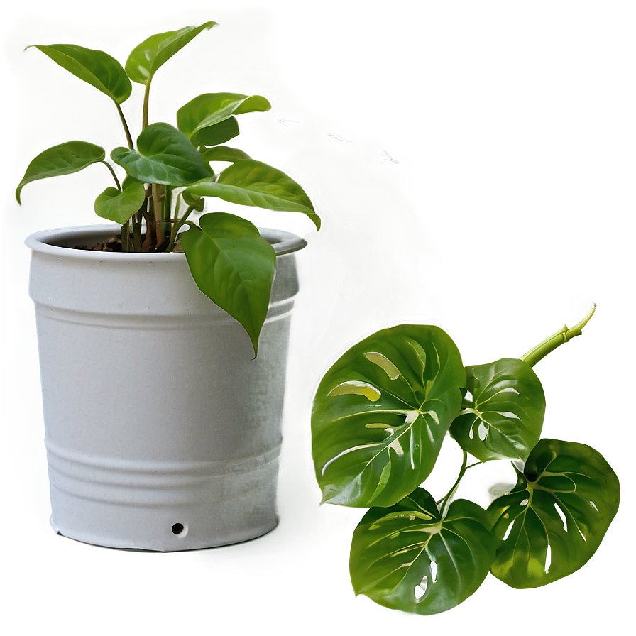 Essential Tools For Pothos Plant Care Png 06272024