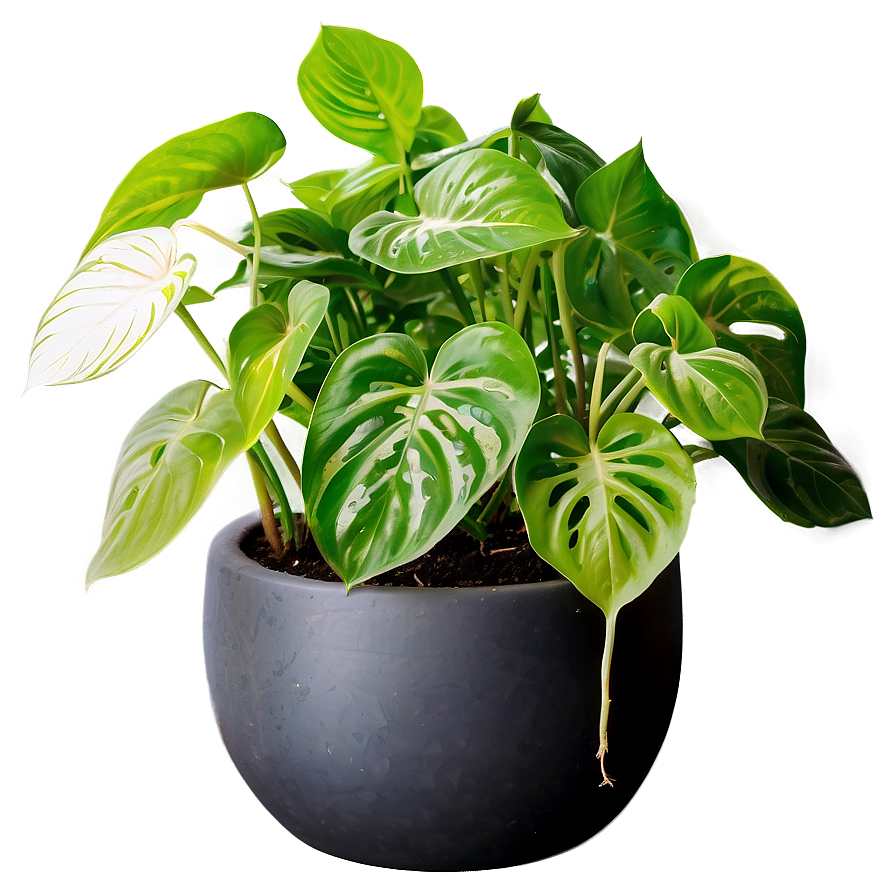 Essential Tools For Pothos Plant Care Png 06272024